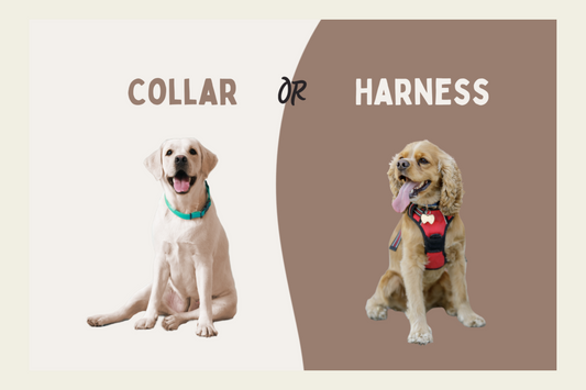 Harness vs Collar: Which Is Better?
