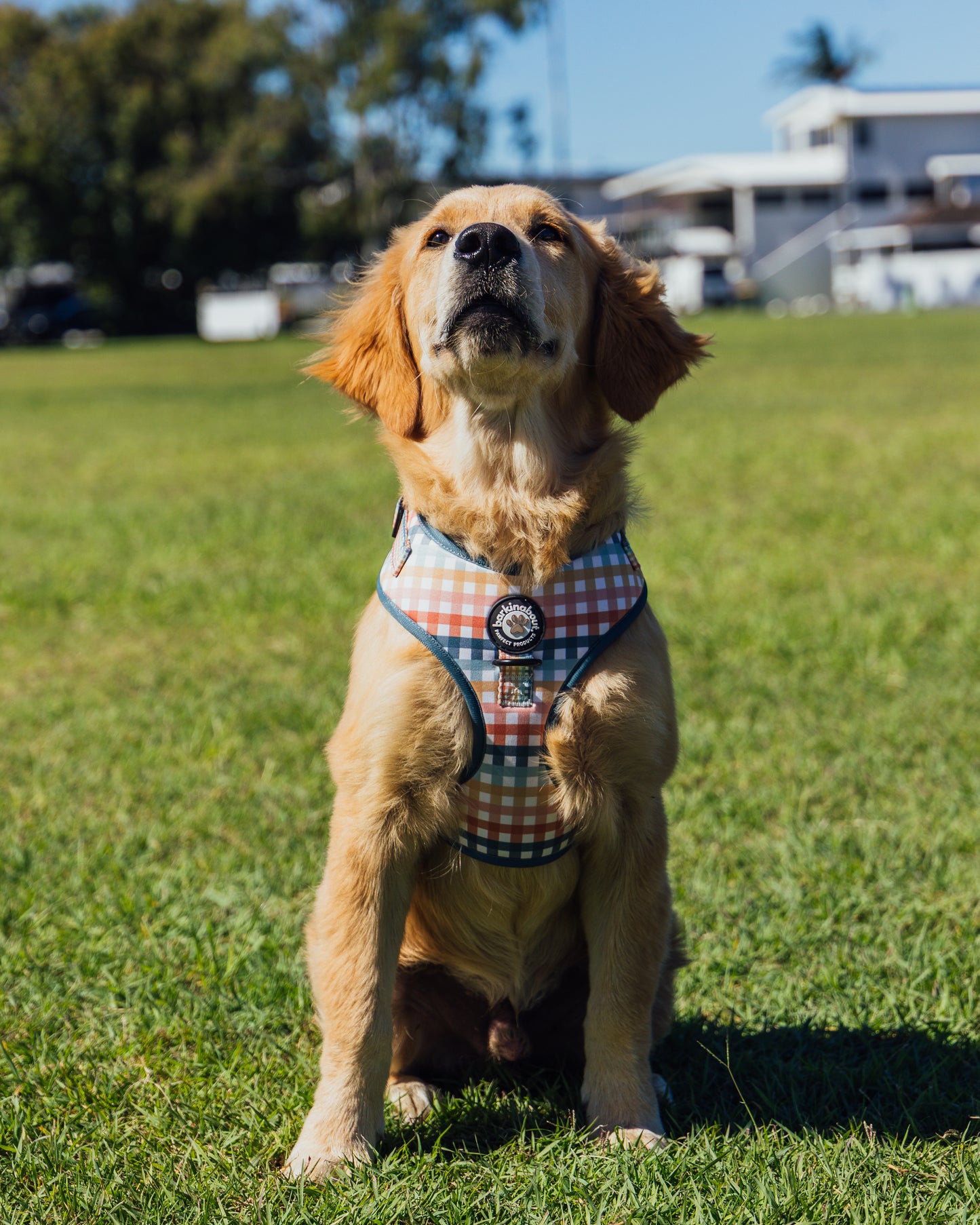The Picnic Pup: Ultimate Bundle