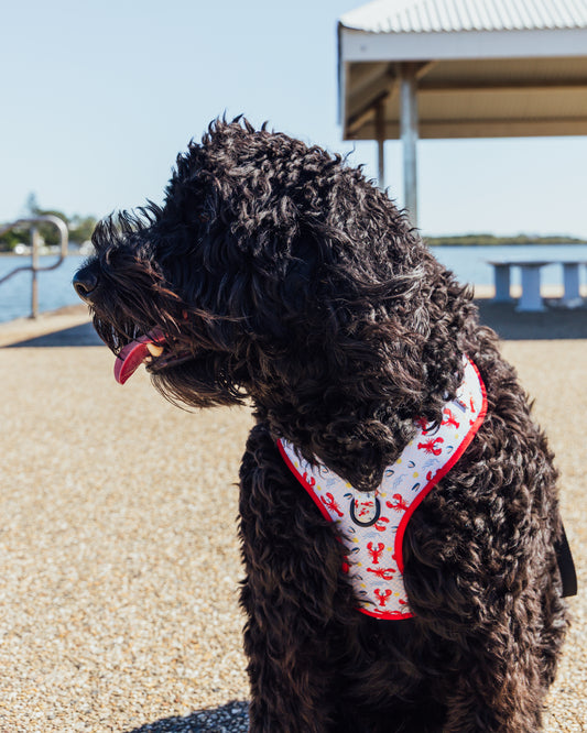 You're My Lobster: Adjustable Harness