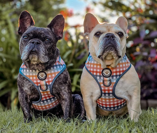 The Picnic Pup: Adjustable Harness