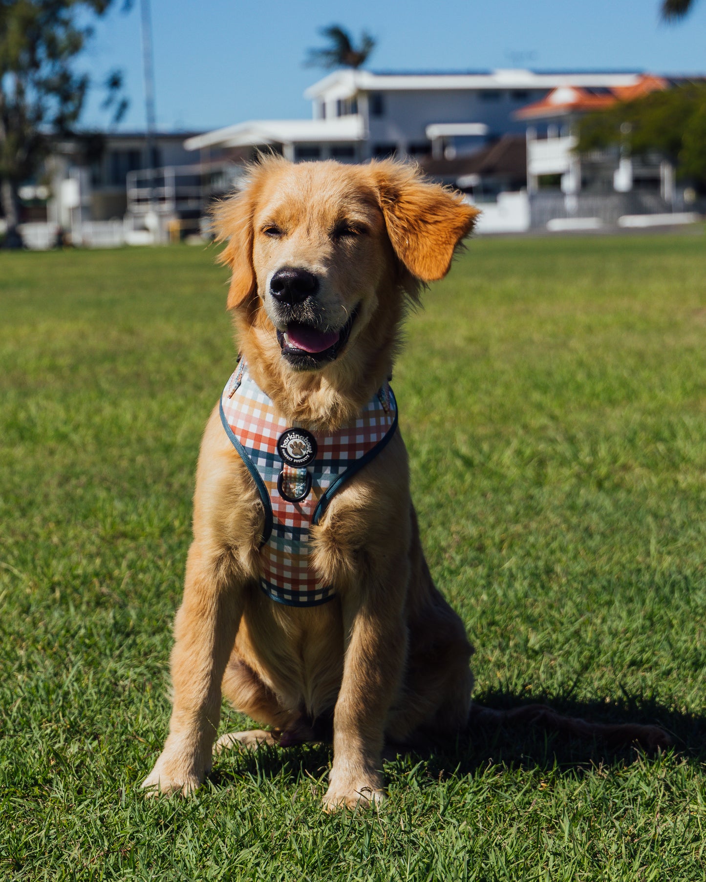 The Picnic Pup: Adjustable Harness