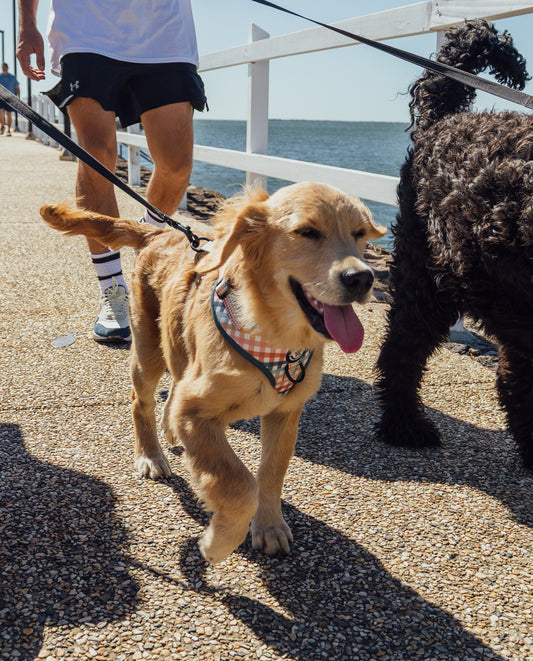 The Picnic Pup: Adjustable Harness