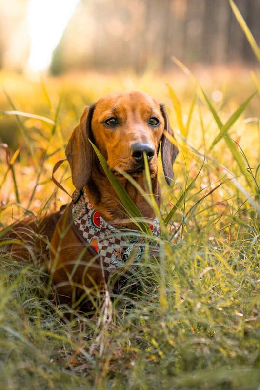 Retro Fruits: Adjustable Harness