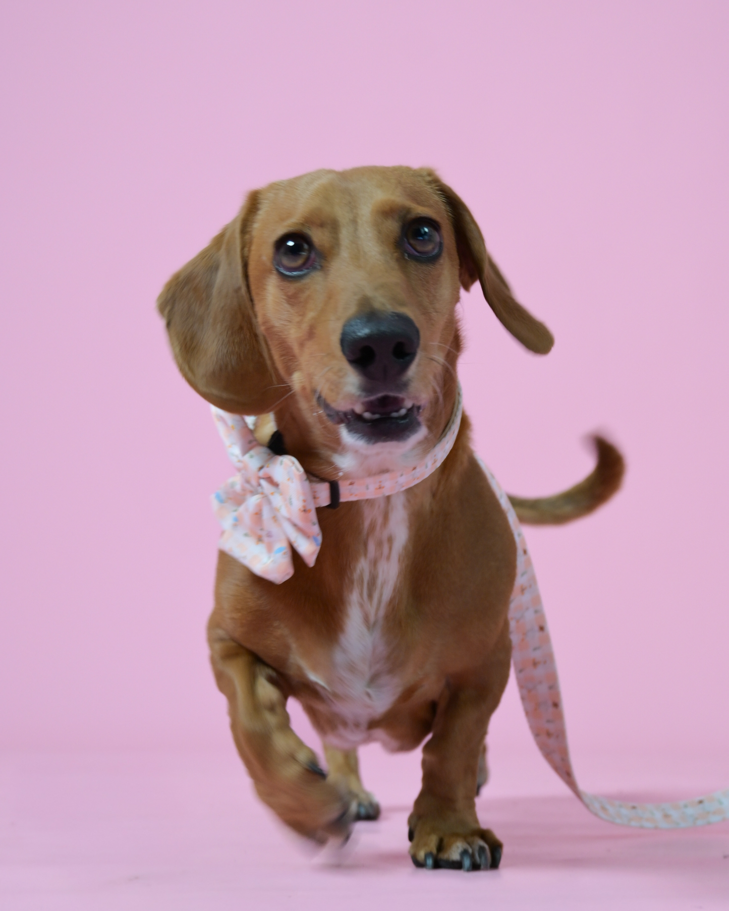 Silly Goose - Adjustable Collar