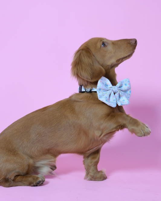 La Barkin Vita - Adjustable Collar